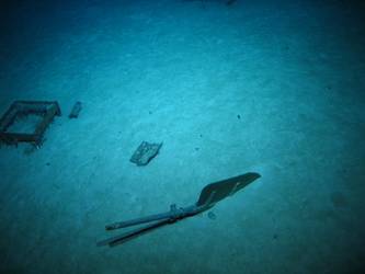 Aircraft rudder from Walrus?